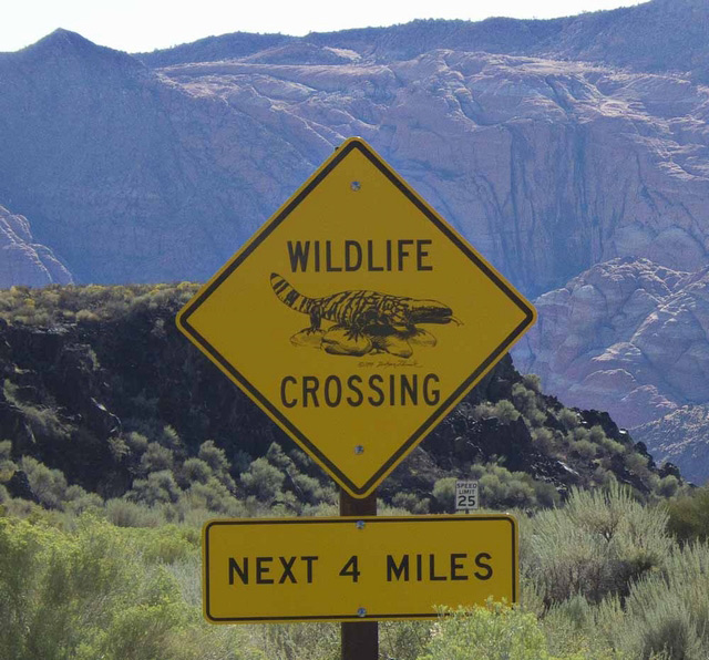 Gila Monsters on the move